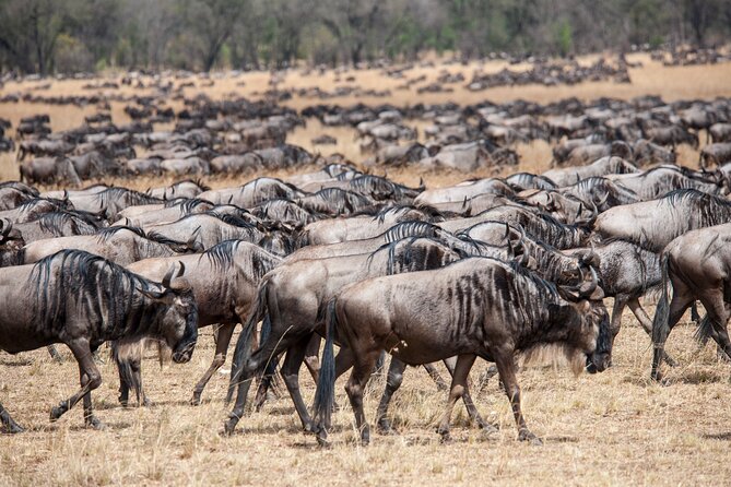 10-DAY Serengeti Wildebeest Migration Safari From Arusha - Additional Information and Requirements