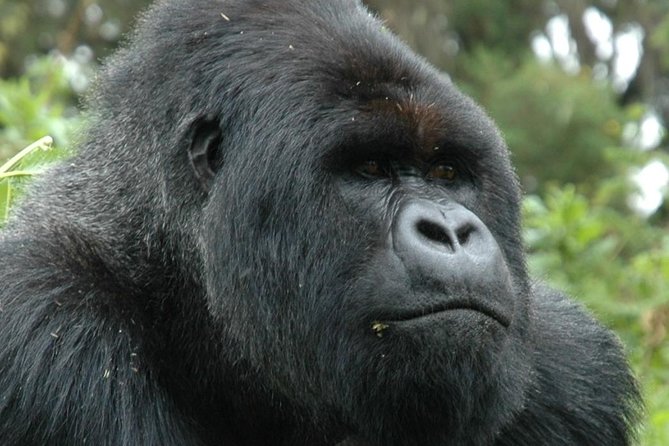 10 Days Uganda Gorilla & Chimpanzee Trekking Safari - Chimpanzee Trekking