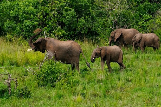 10-Days Uganda Gorillas and Chimpanzee Wildlife Discovery - Gorilla Trekking Experience