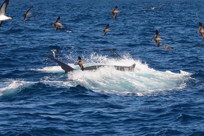 2-Hour Dolphin and Whale Watching in Gran Canaria - Included and Excluded