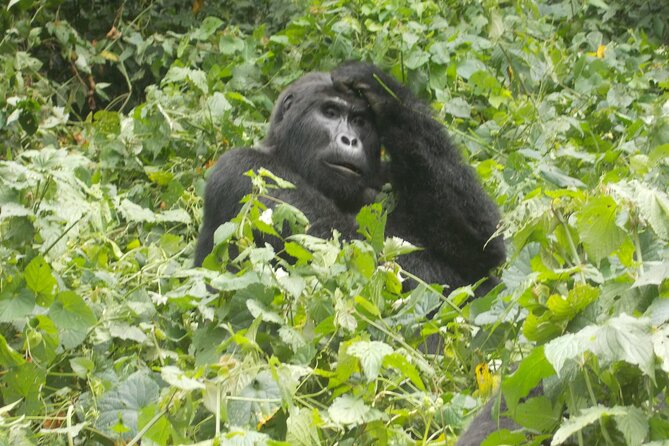 3 Days Bwindi Gorilla Trekking Tour - Gorilla Trekking Experience