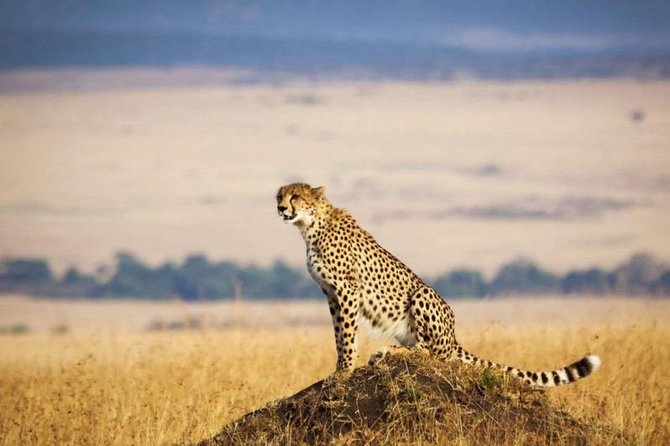 3 Days Maasai Mara Luxury Safari - Private Transportation Details