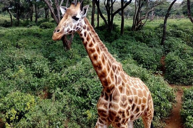 3 Days Masai Mara Safari Group Joining (Daily Departures) - Tour Accessibility