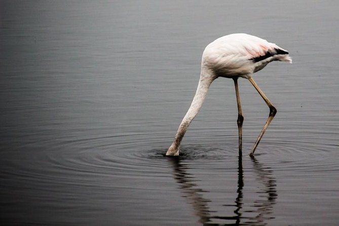 4-Day Etosha and Swakopmund Accommodated Adventure From Windhoek - Skeleton Coast and Walvis Bay