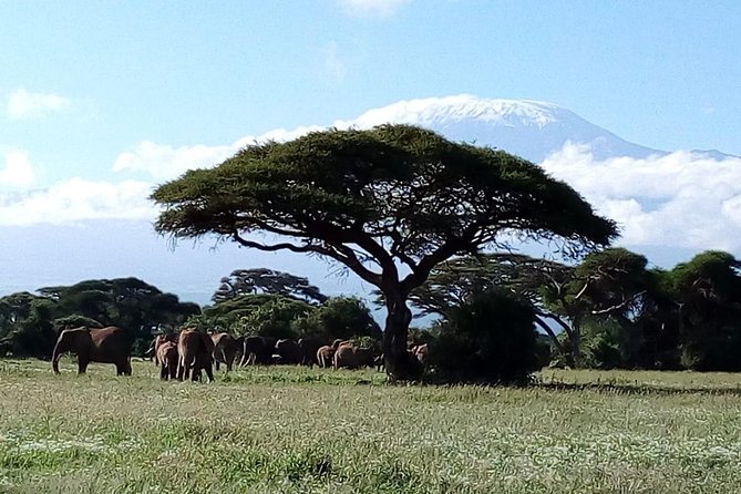 4-Day Safari: Lake Manyara, Serengeti & Ngorongoro - Pickup and Drop-off