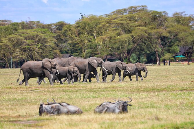 6days Masai Mara-Lake Nakuru via Lake Naivasha-Amboseli 4x4 Jeep Safari - Confirmation and Accessibility