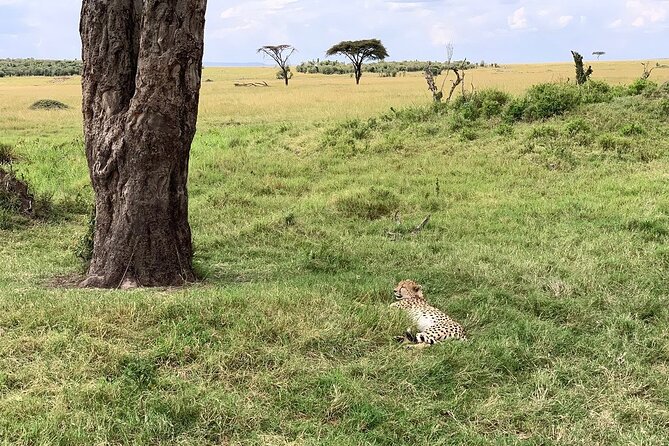 8 Days Great Wildebeest Calving Migration Safari From Arusha - Safari Tent and Lodge Accommodations