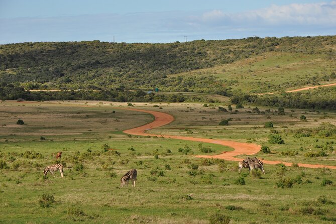 Addo Elephant Park Safari & Shore Excursion From Port Elizabeth - Spotting Africas Big 5 Animals