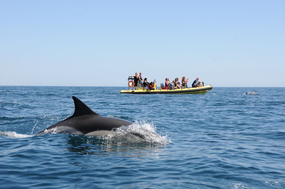 Algarve Coast: Dolphin Watching & Cave Tour - Customer Feedback