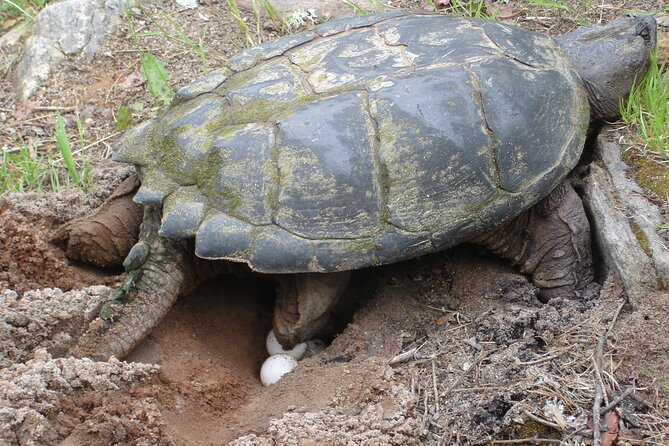 Algonquin Park 4-Day Luxury Moose/Beaver/Turtle Camping & Canoeing Adventure - Hiking Scenic Nature Trails