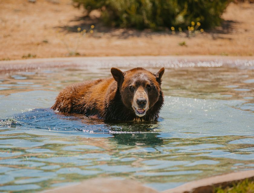 Alpine: Lions Tigers & Bears Sanctuary Visit and Tour - Rescue Stories