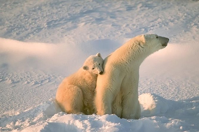 Arctic Animal Day Trip With Husky Farm, Reindeer Farm and Wildlife Park Visit - Inclusions and Pickup Details