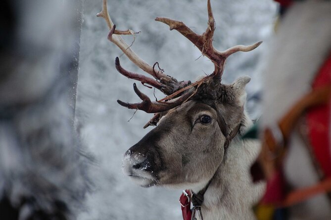 Authentic Reindeer Farm Experience in Rovaniemi - Meeting Point and Logistics