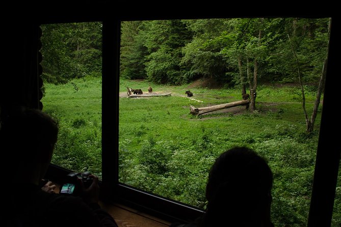 Bear Watching Experience Near Brasov - Ranger and Guide Expertise