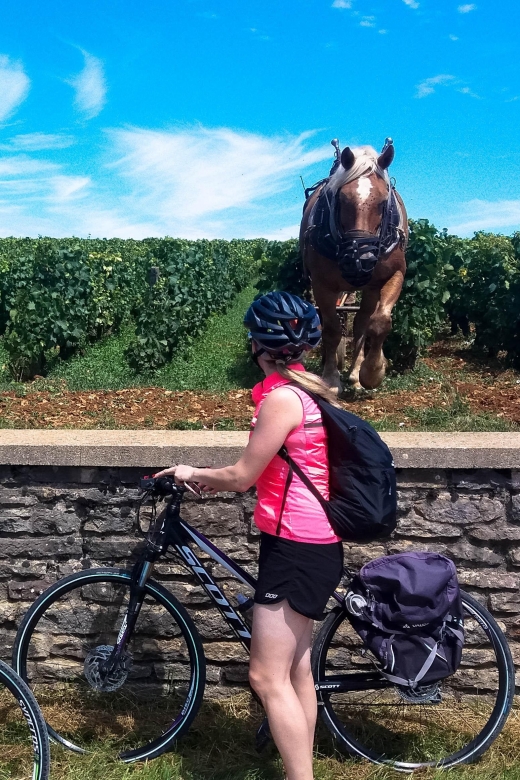 Beaune: Winery Tour by Bike With Wine Tasting - Age and Weight Restrictions