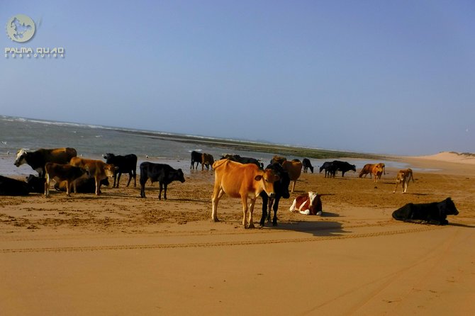 Big Dunes and Atlantic Coast Tour 2 HOURS - Customer Reviews