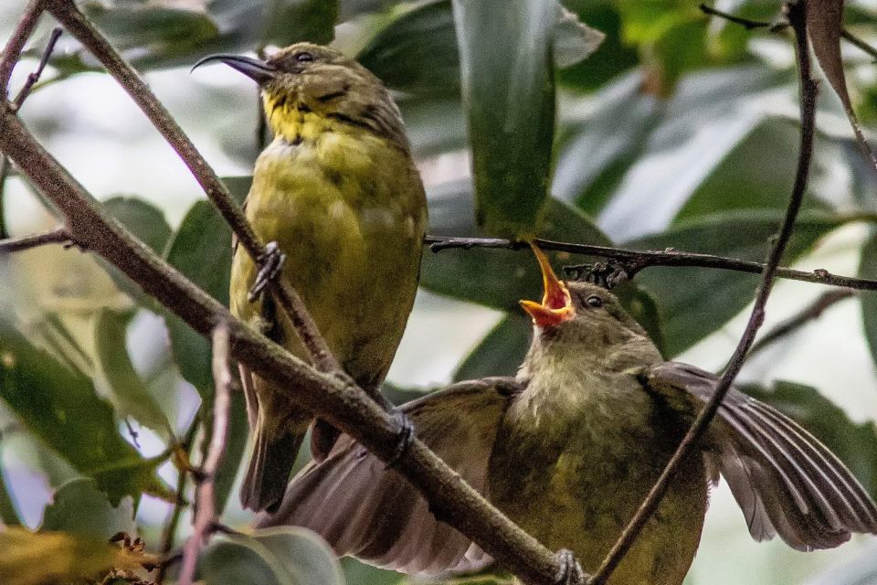 Big Island: Native Bird Watching & Hiking Tour - Explore Hakalau Forest