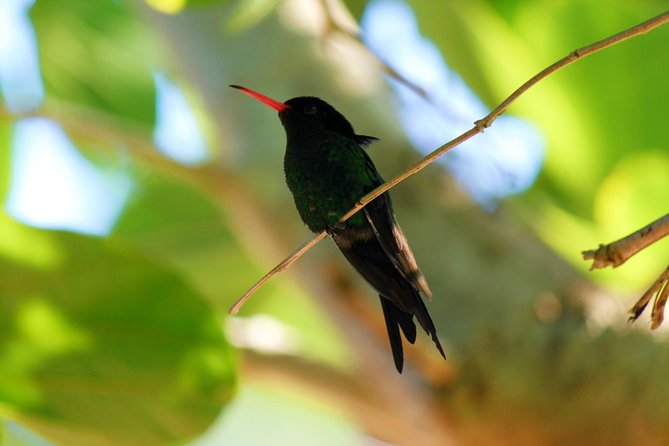 Bird Feeding Sanctuary, Montego Bay Highlights and Columbus Park Day Adventure - Rocklands Bird Sanctuary