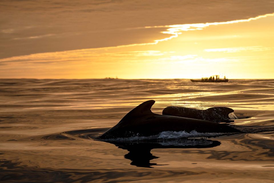 Bleik: Whale Watching by Speedboat With Puffins and Muffins - Restrictions and Requirements