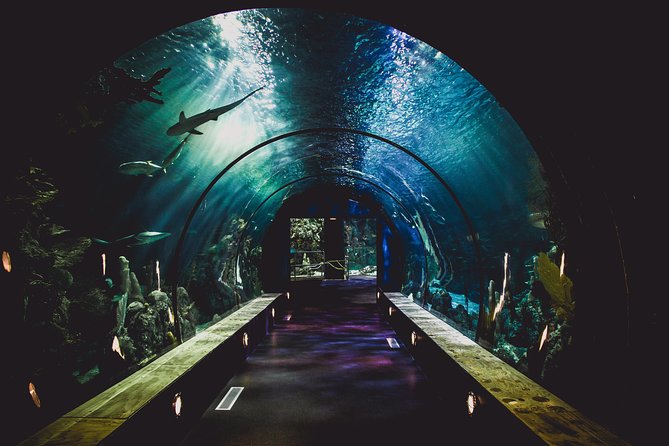 Burj Khalifa, Dubai Aquarium & Underwater Zoo Combo Tickets - Upgrade to Sunset View