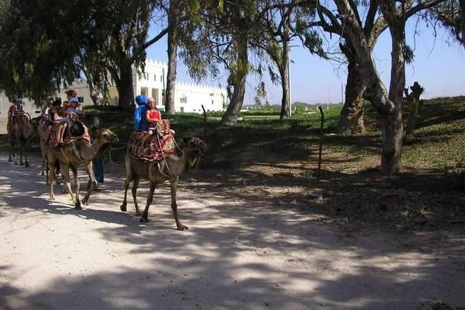 Camel Riding - Camel Riding Experience