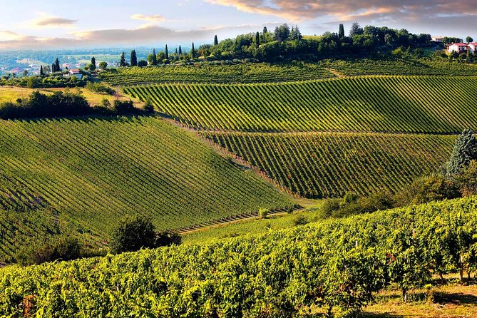 Chianti Half-Day Wine Tour in the Tuscans Hills From Pisa - Group Size and Age Restrictions