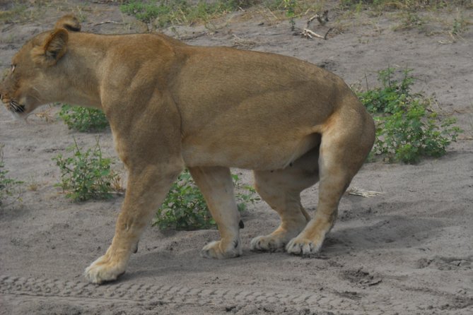 Chobe Full Day Safari Trip - Accessibility and Age Restrictions