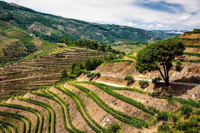 City Escape: Douro Valley Private Day Trip - Family-run Vineyard Experience