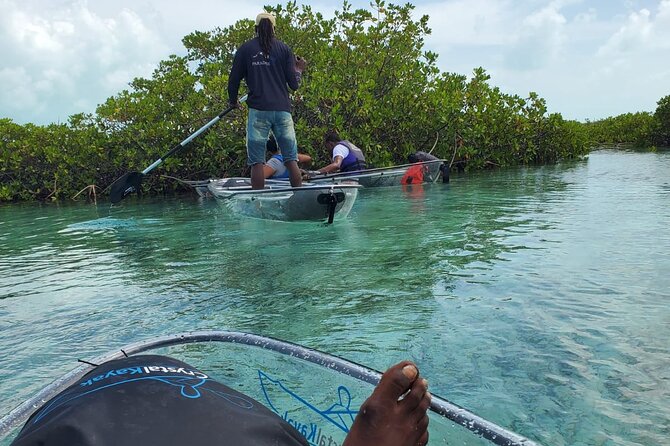 Clear Kayak Mangrove Eco Tour - Guest Reviews