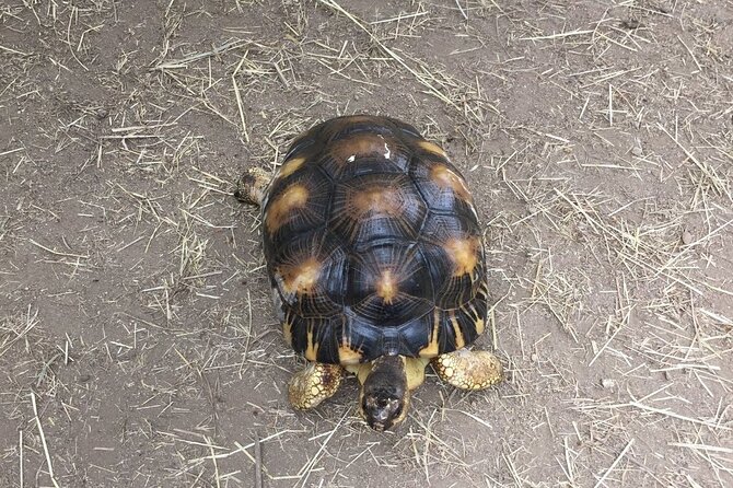 Corsica A Cupulatta Turtle Park Skip the Line Admission Ticket - Location and Transportation Details