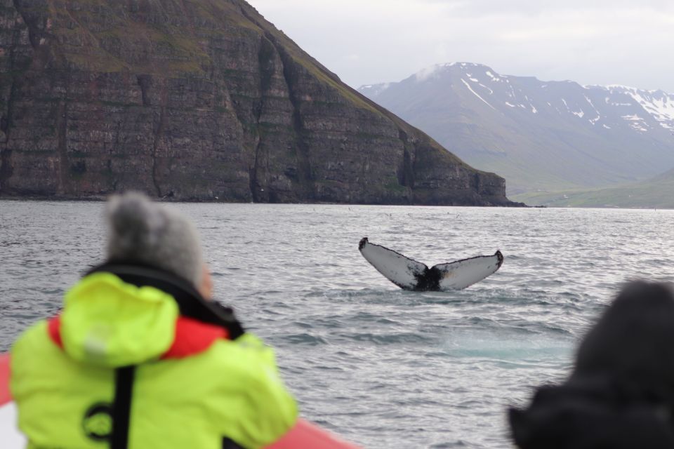 Dalvík: Whale Watching Speedboat Tour - Booking and Cancellation