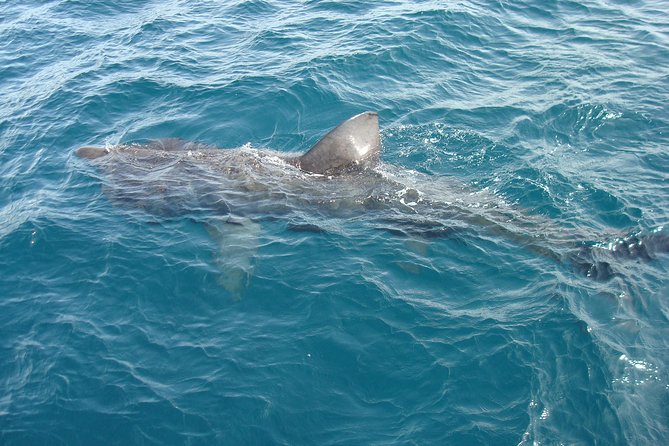 Dingle Boat Tours Wildlife RIB Adventure - Getting There