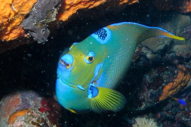 Discover Scuba Diving With No Certification in St Thomas - Requirements and Age Restrictions