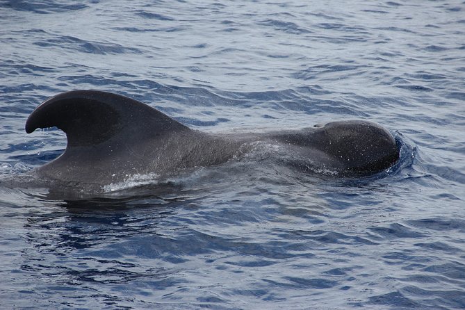 Dolphin and Whale Watching Catamaran Cruise From Funchal - Whale and Dolphin Sightings