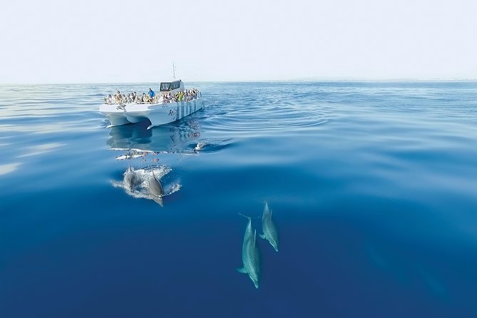 Dolphin Watching and Cave Boat Cruise From Albufeira - Professional Guide Services