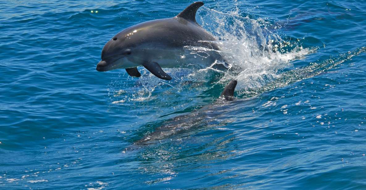 Dolphin Watching in the Wild - Half Day Private Tour - Boat Tour Experience