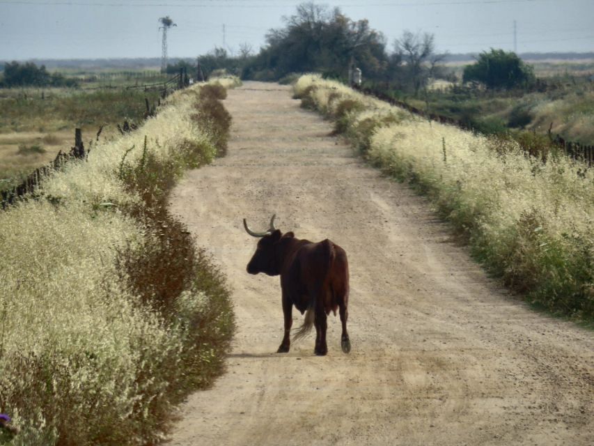 Doñana National Park: 2-Day Tour From Seville - Discovering the Dune System