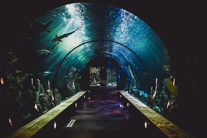 Dubai Aquarium With Optional Glass Bottom Boat Tour & Transfers - Underwater Zoo Exploration