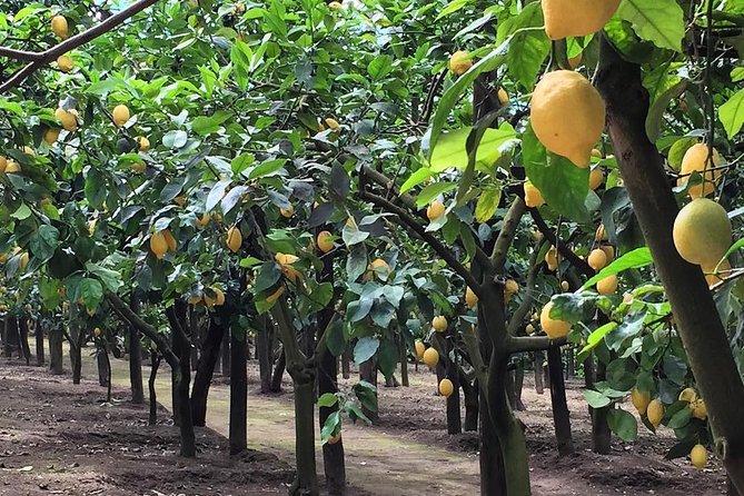 E-Bike Food and Wine Tour in the Sorrento Peninsula - E-Bike Highlights