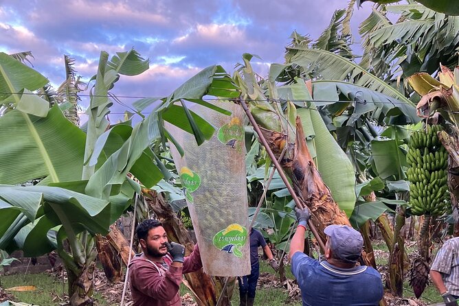 Ecological Banana Plantation Tour - Accessibility