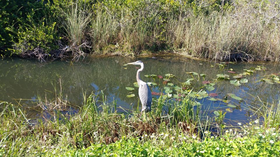 Everglades Airboat Ride & Tram Tour - Wildlife Sightings Highlights