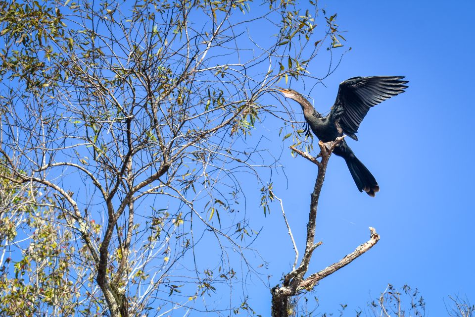 Everglades City: Guided Kayaking Tour of the Wetlands - Spotting Native Wildlife