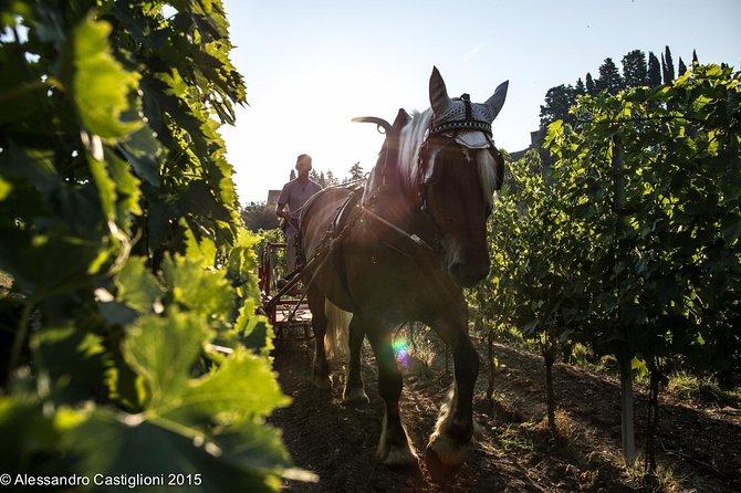 EXCLUSIVE - Wine Tasting Near Florence With Castle and Ancient Cellars Tour - Castle and Winery Tour