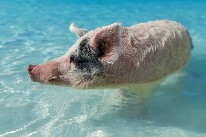 Exuma Island Hopping & Swimming Pigs Tour With Lunch From Nassau - Snorkeling at Compass Cay