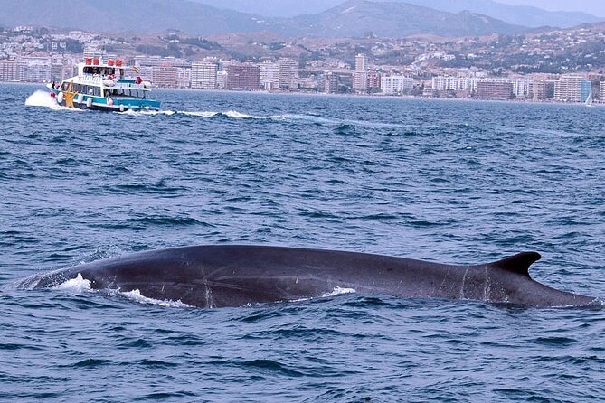 Ferry Benalmádena - Fuengirola - Booking and Pickup