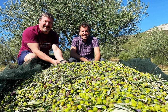 From Athens: Olive Oil Tasting and Olive Grove Experience - Olive Oil Production