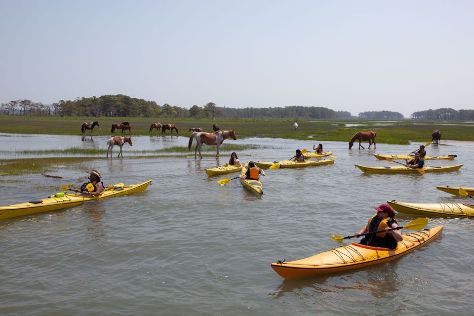 From Chincoteague: Guided Kayak Tour to Assateague Island - Kayak Tour Inclusions