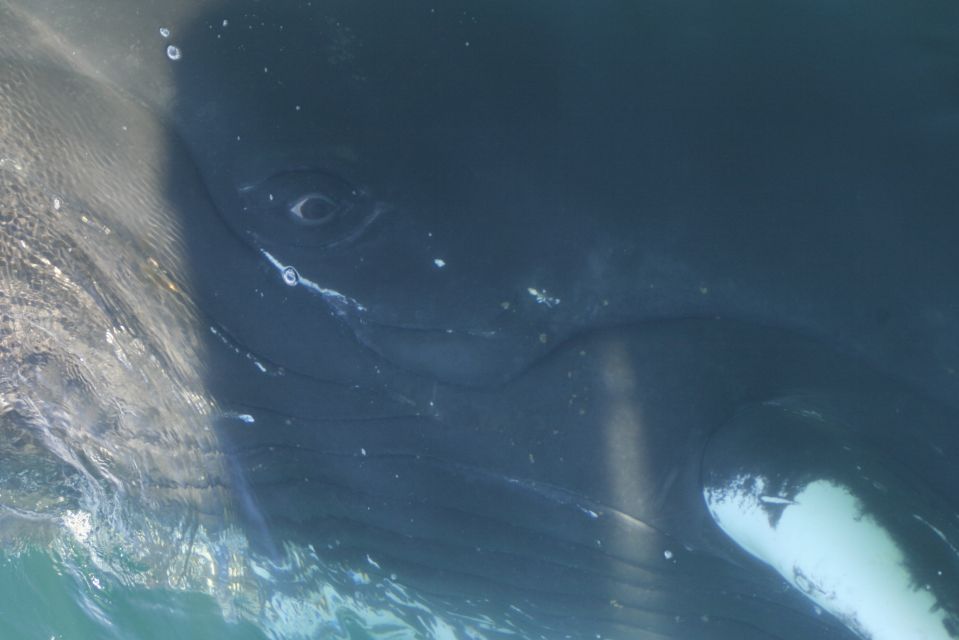 From Dalvik: Arctic Whale Watching in Northern Iceland - Meeting Point and Arrival Time