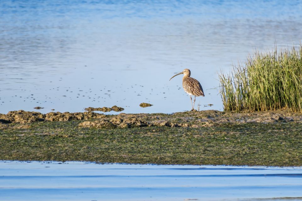 From Faro: Ria Formosa Eco Tour Guided by Marine Biologist - Customer Reviews and Ratings