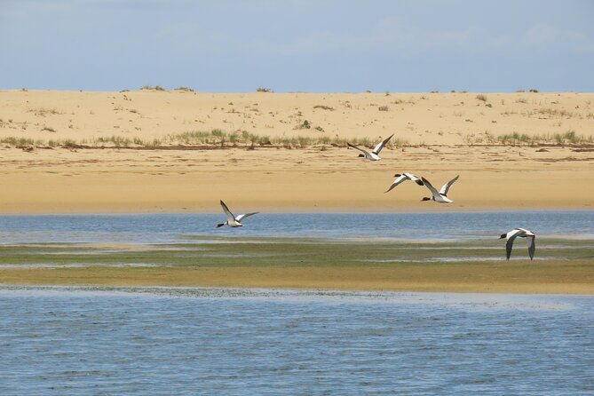 From Faro: Ria Formosa Eco Tour Guided by Marine Biologist - Not Included in the Tour